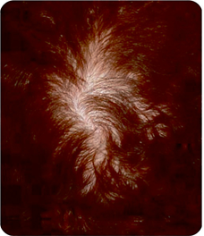 revivogen2